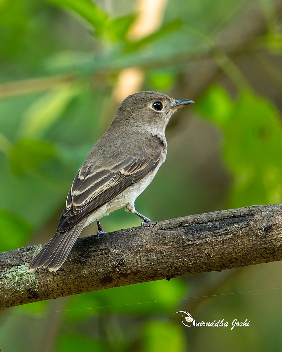 Asian Brown Flycatcher - ML643751682