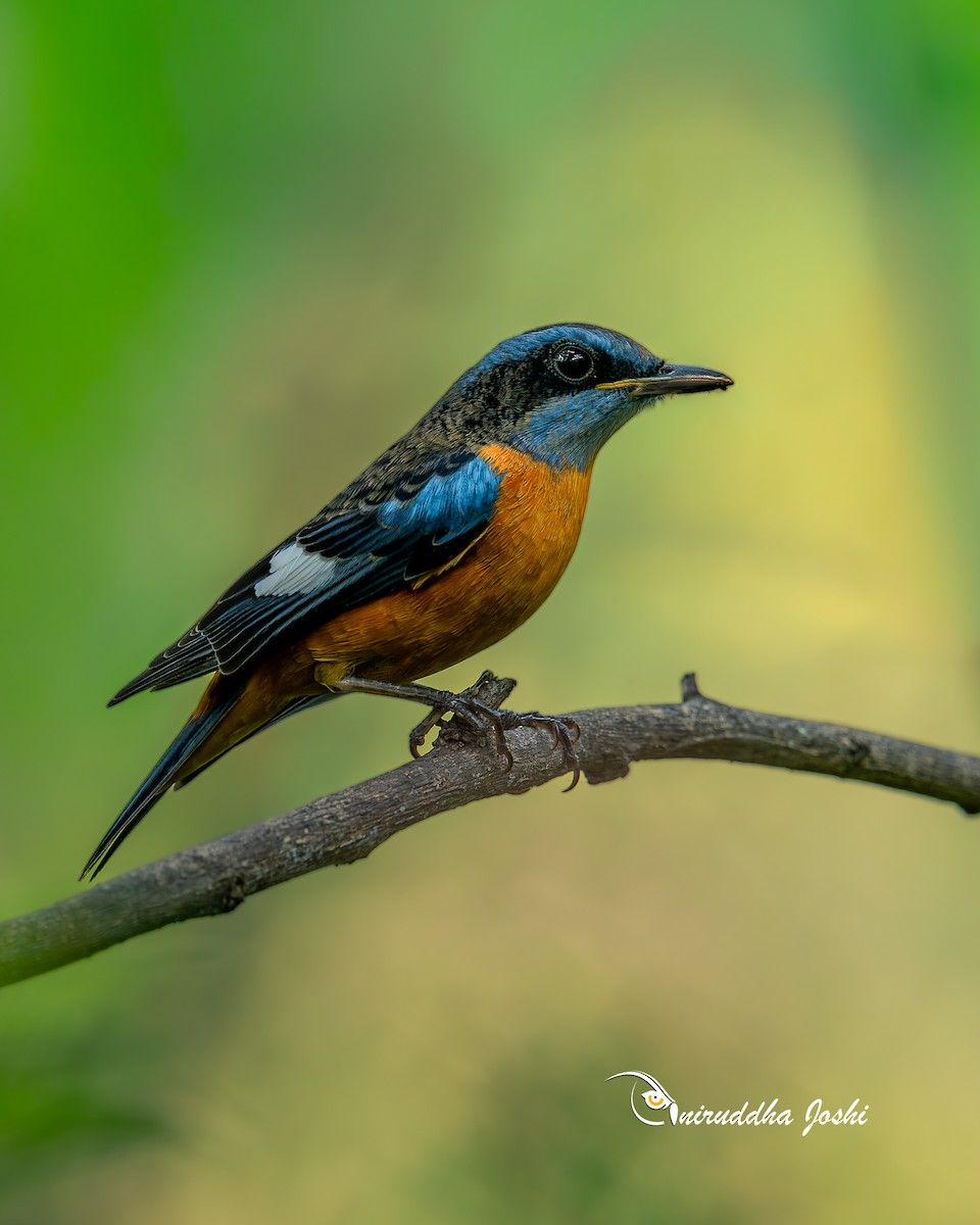 Blue-capped Rock-Thrush - ML643751684