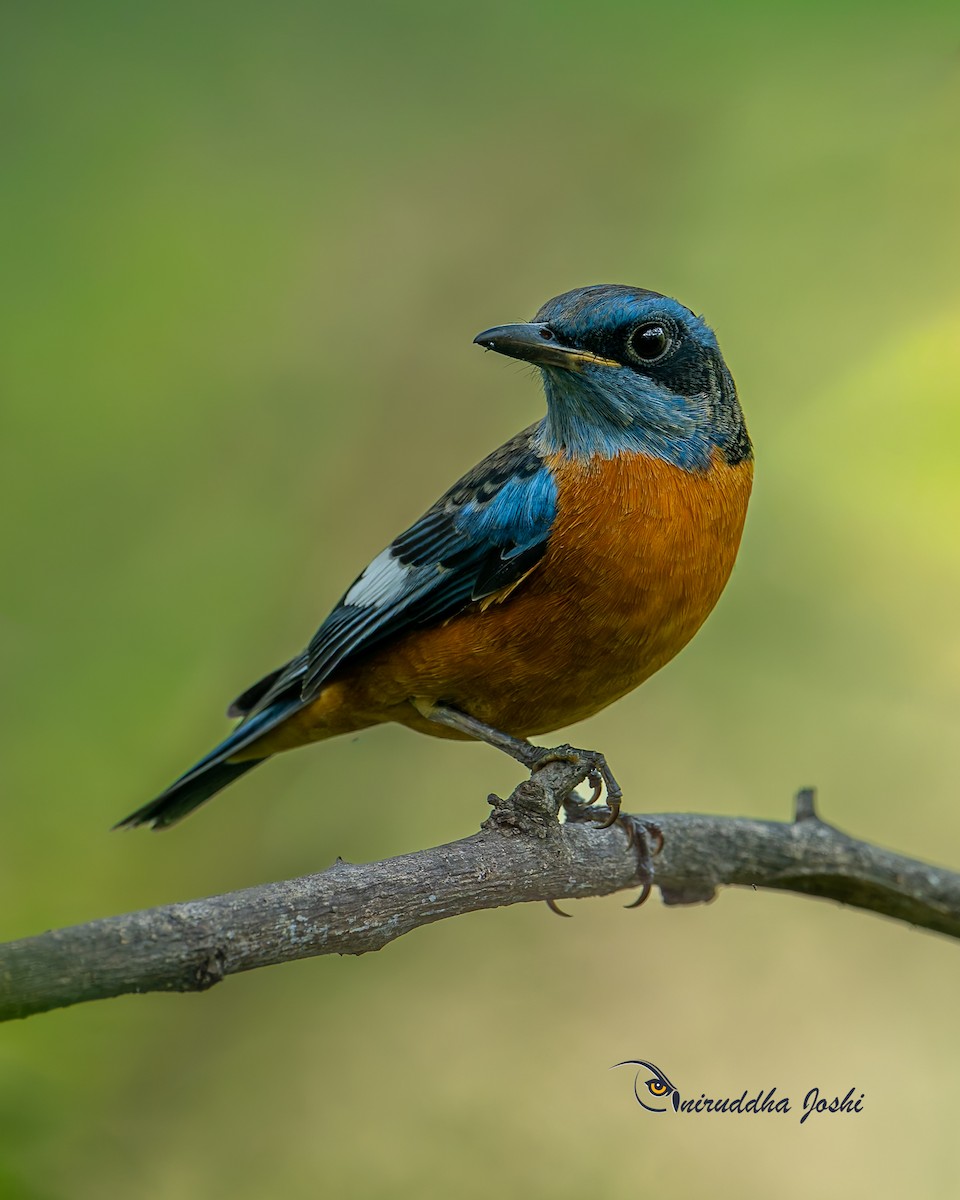 Blue-capped Rock-Thrush - ML643751685