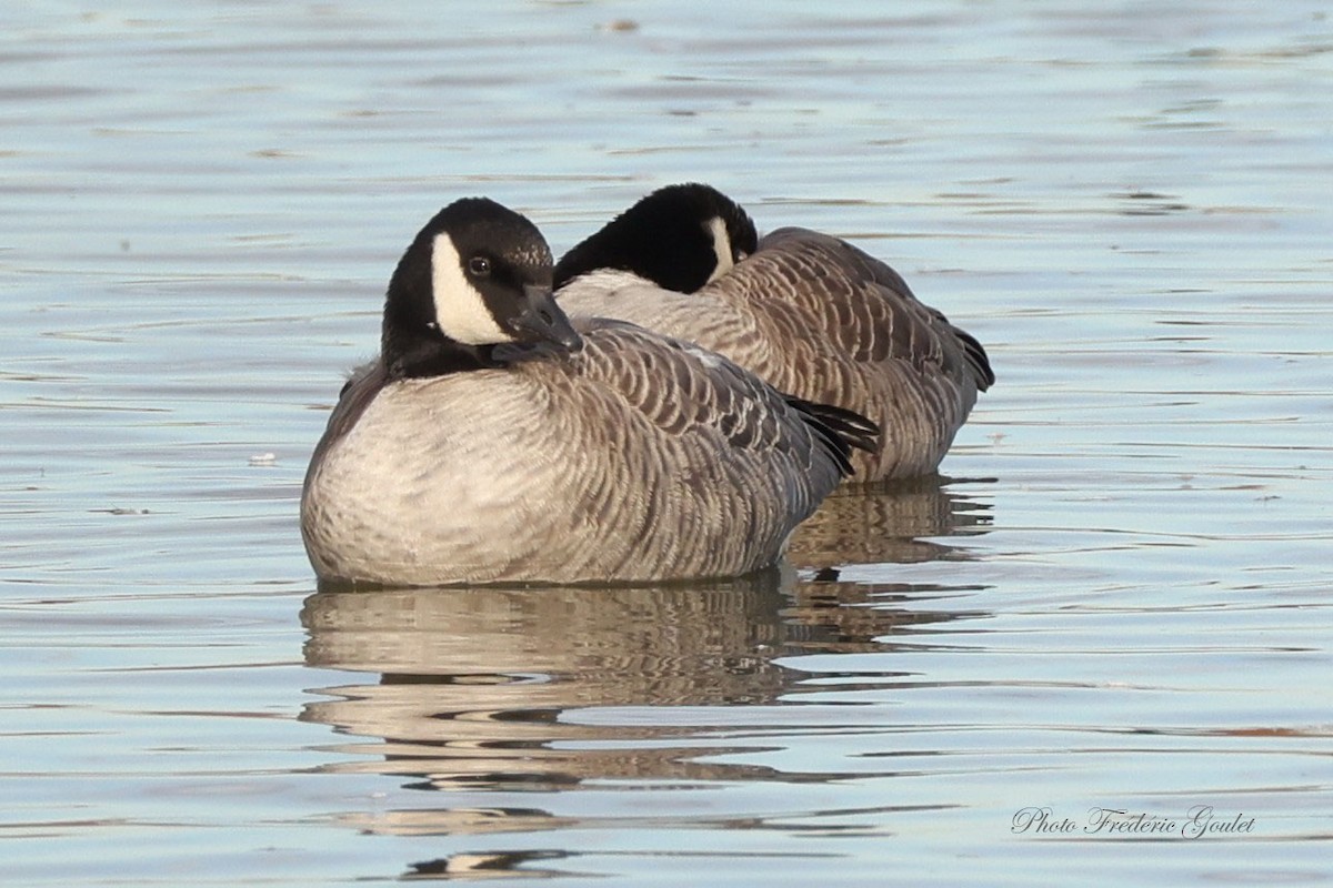 Cackling Goose - ML643751687