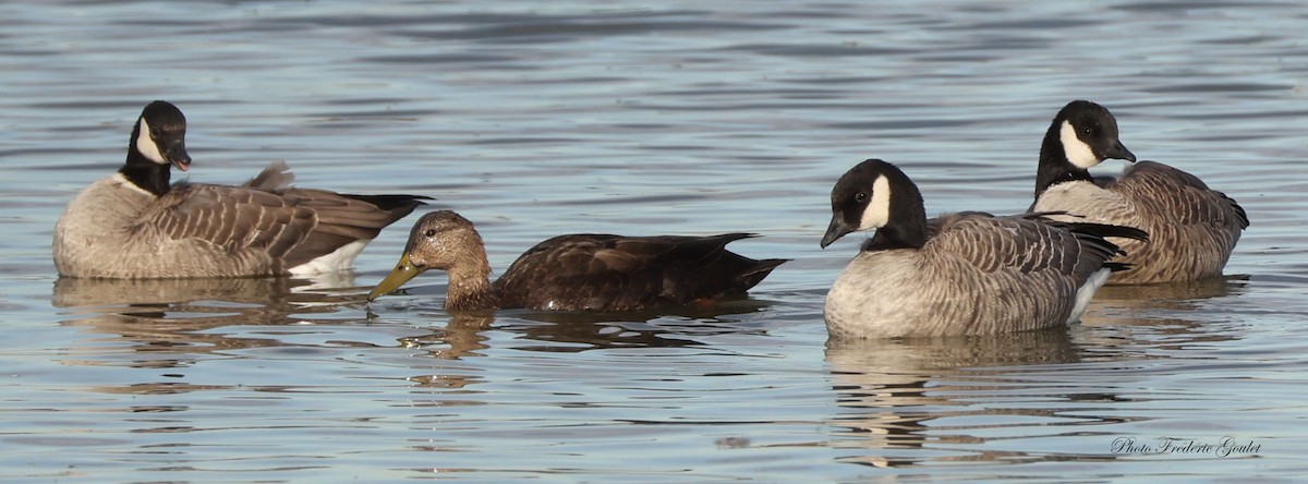 Cackling Goose - ML643751688