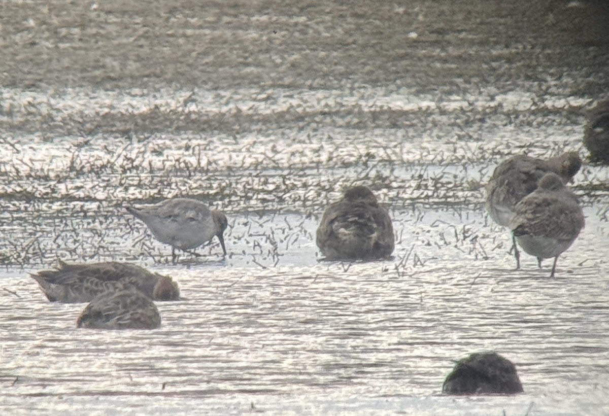 Red Knot - ML643751691