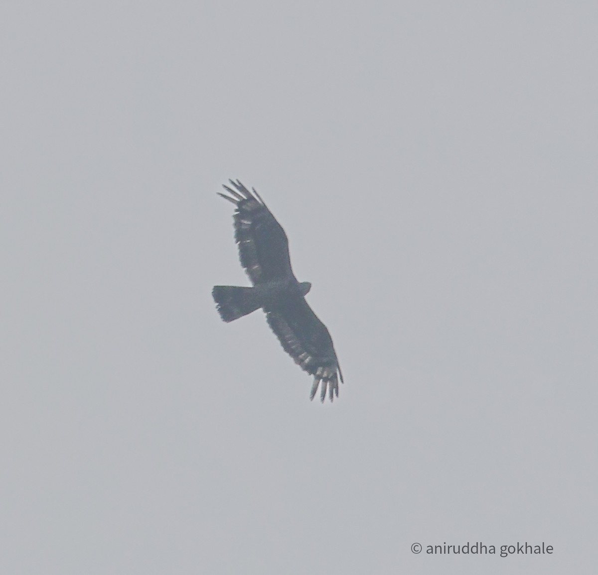 Oriental Honey-buzzard - ML643751692