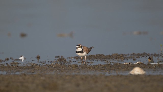 Little Ringed Plover - ML643751694