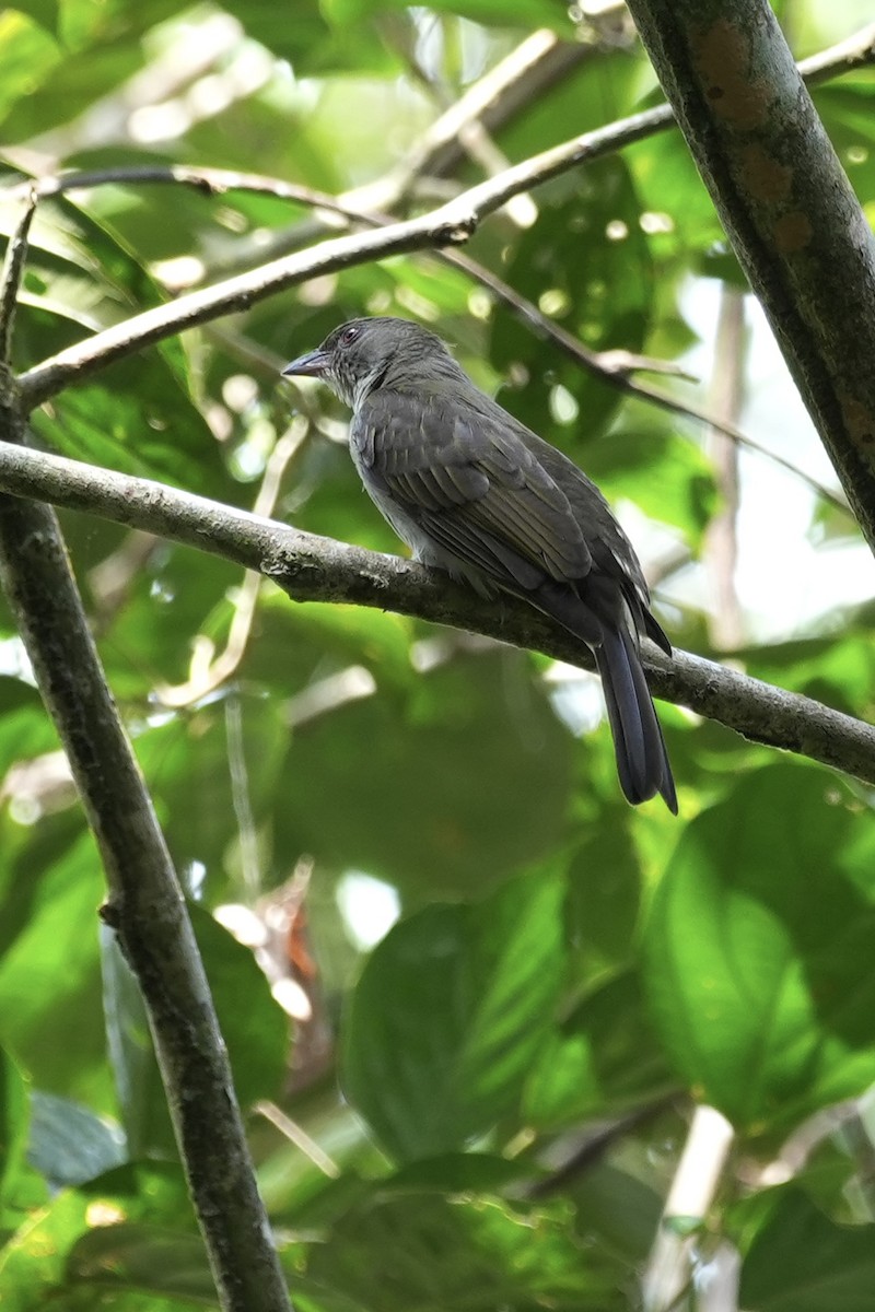 Malaysian Honeyguide - ML643751696
