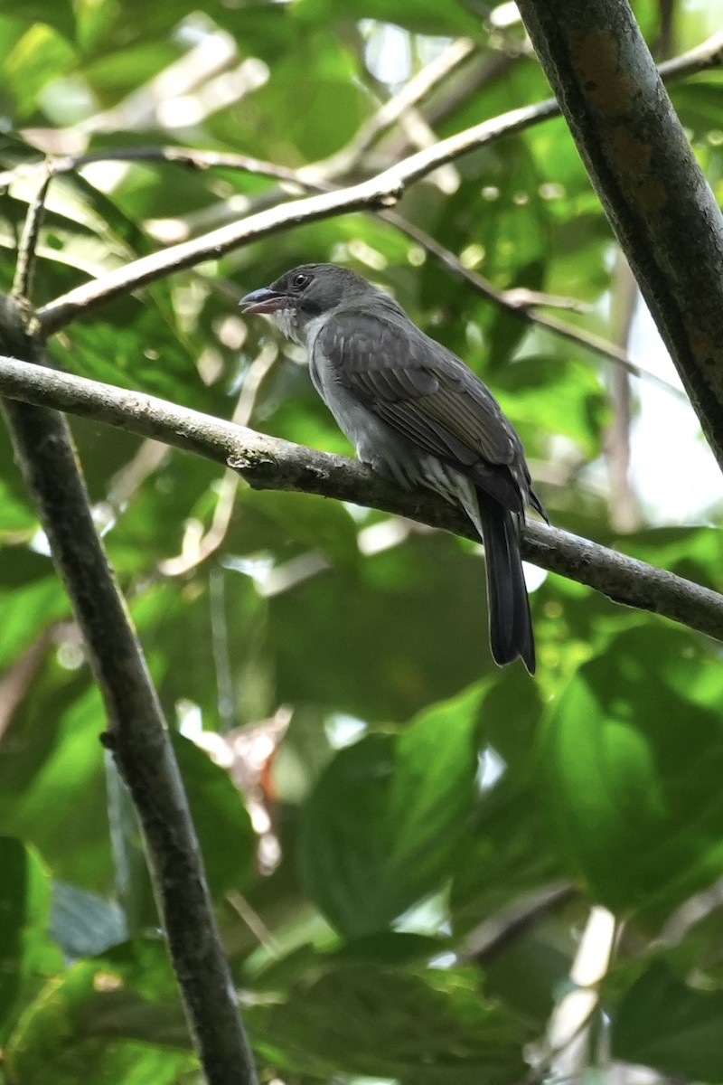 Malaysian Honeyguide - ML643751701