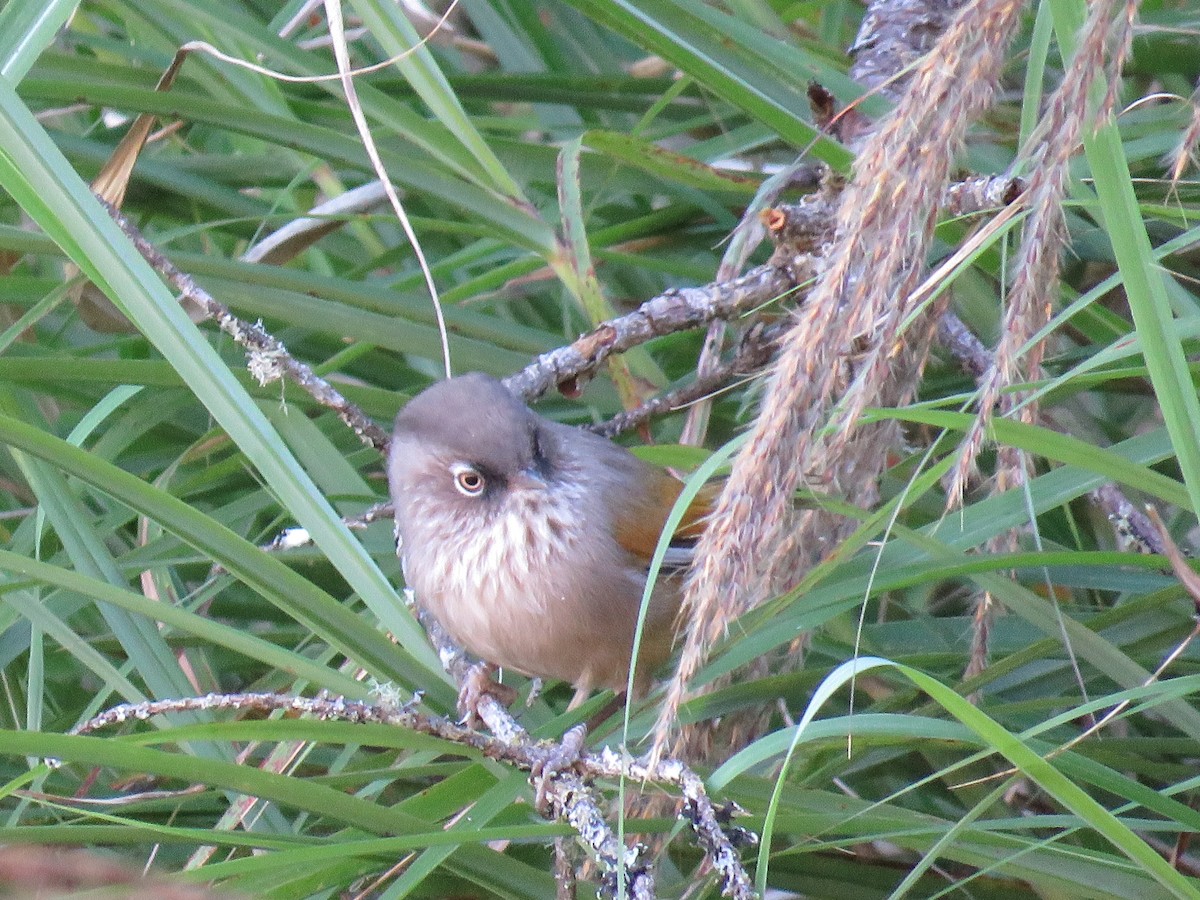 Taiwan Fulvetta - ML643751703