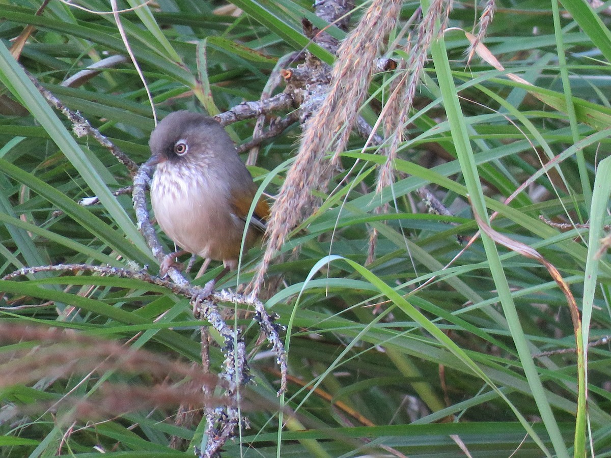 Taiwan Fulvetta - ML643751704