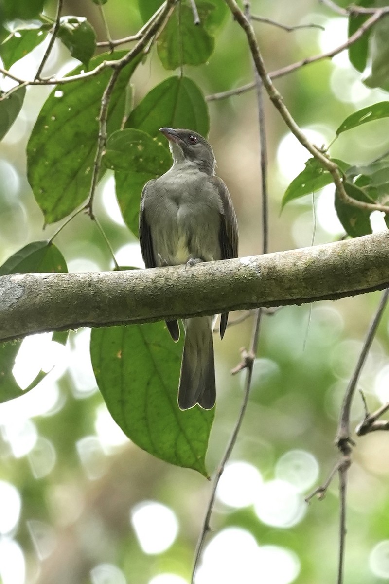 Malaysian Honeyguide - ML643751705