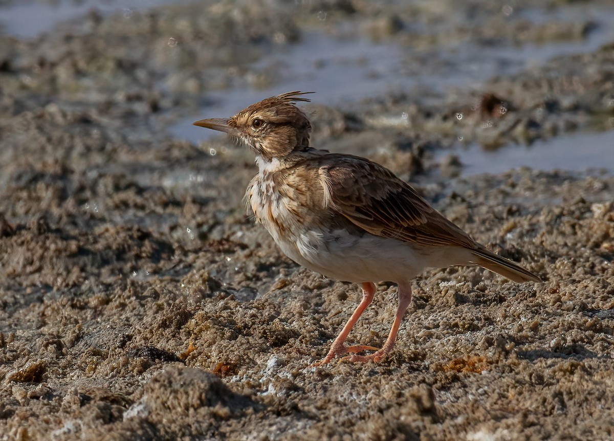 Crested Lark - ML643751706