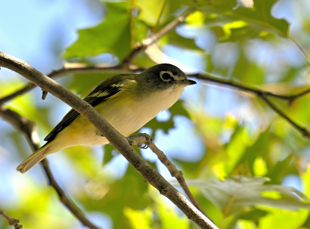 Blue-headed Vireo - ML643751709