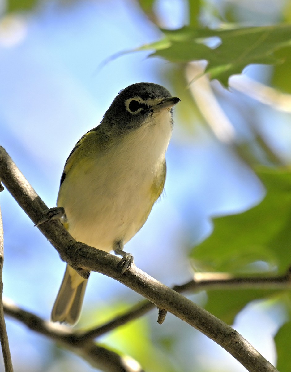 Blue-headed Vireo - ML643751710