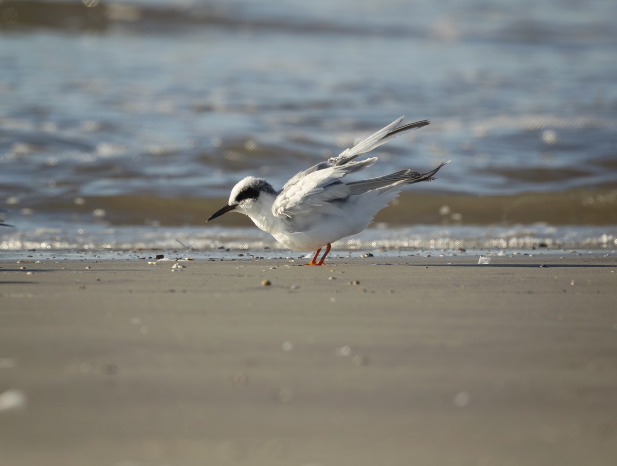 Forster's Tern - ML643751711