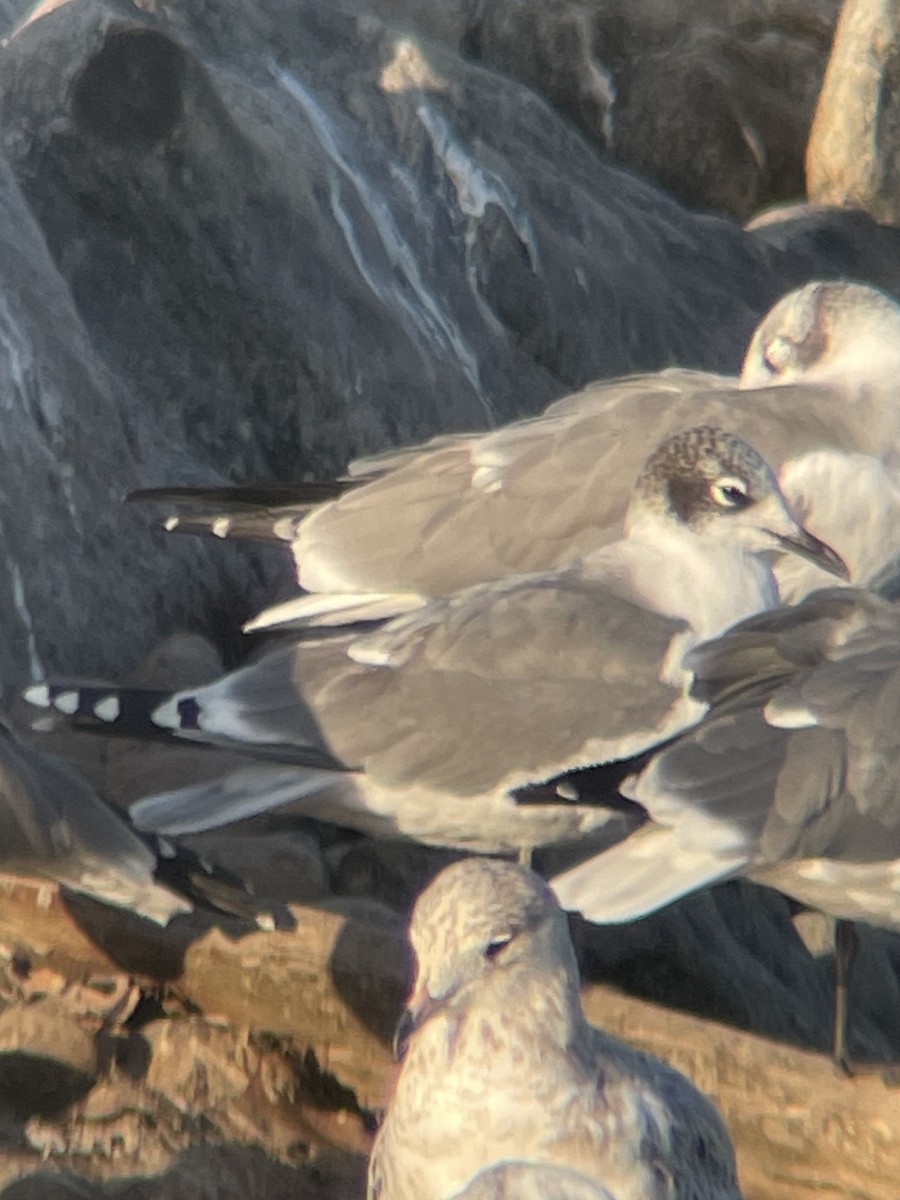 Franklin's Gull - ML643751712