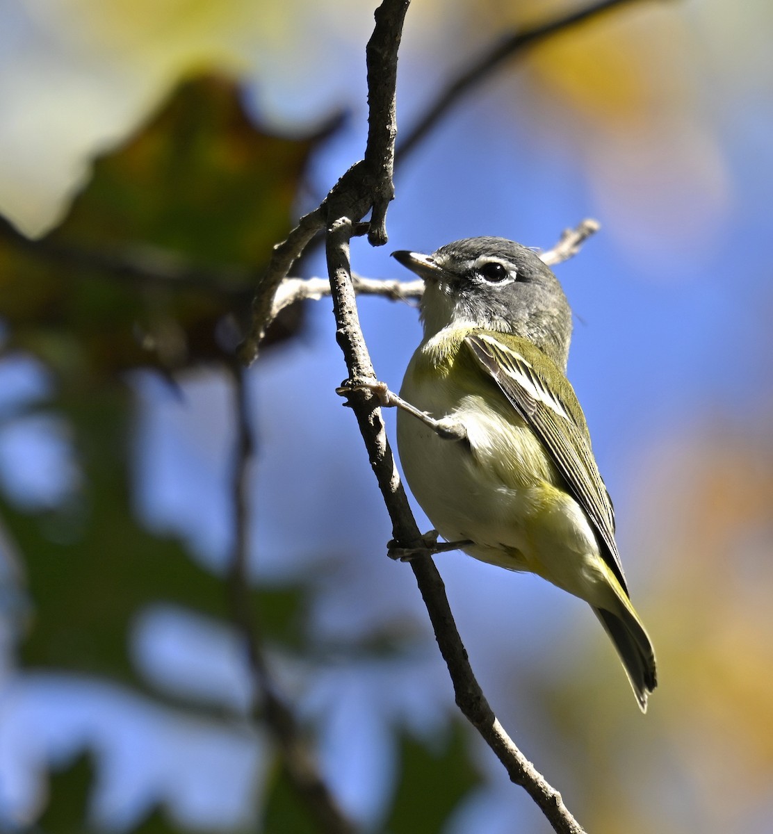 Blue-headed Vireo - ML643751713