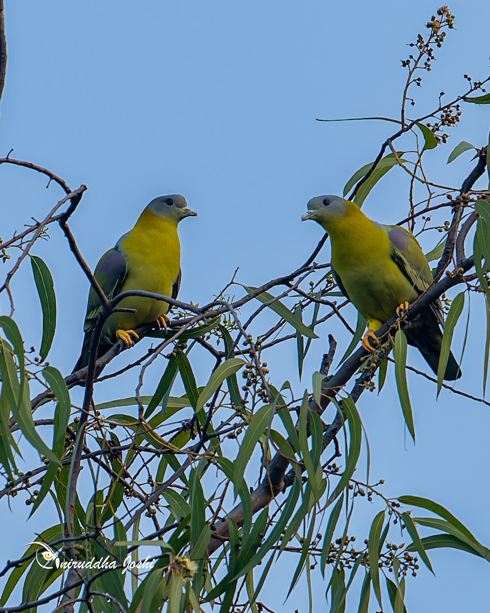 Yellow-footed Green-Pigeon - ML643751714