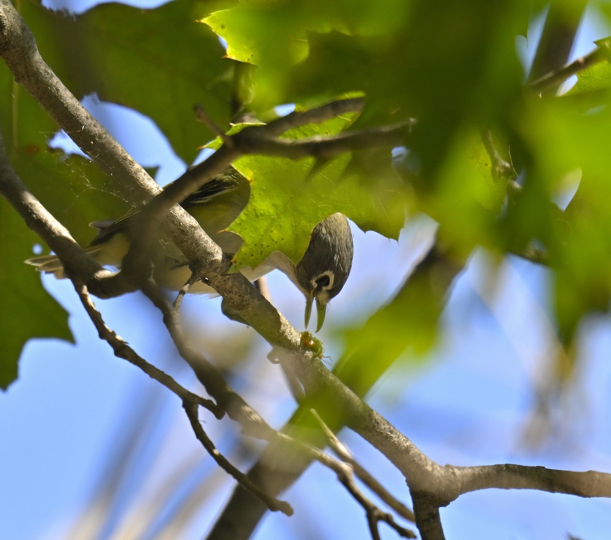 Blue-headed Vireo - ML643751715