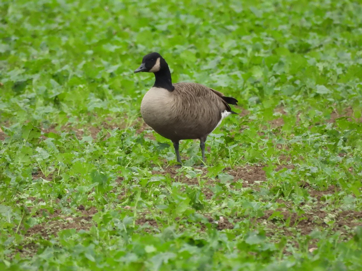 Canada Goose - ML643751717
