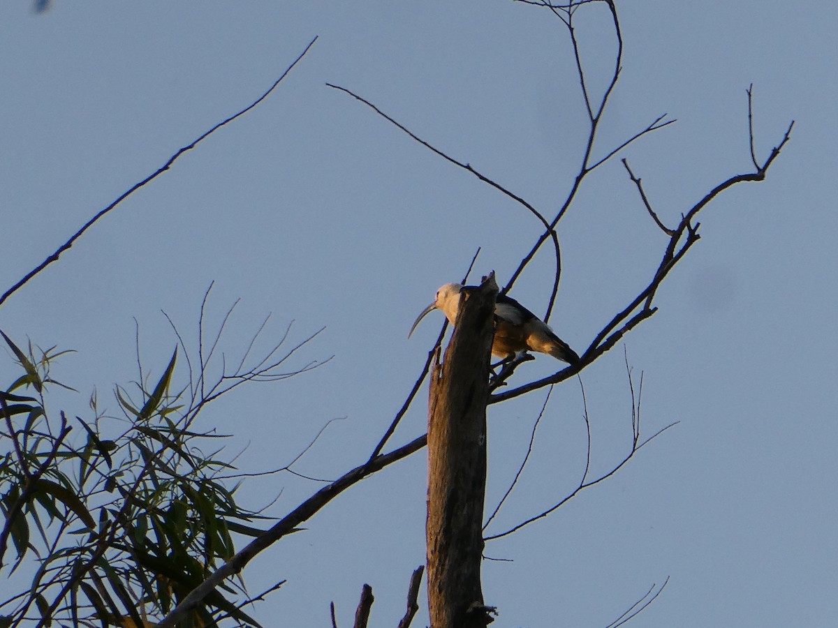Sickle-billed Vanga - ML643751718