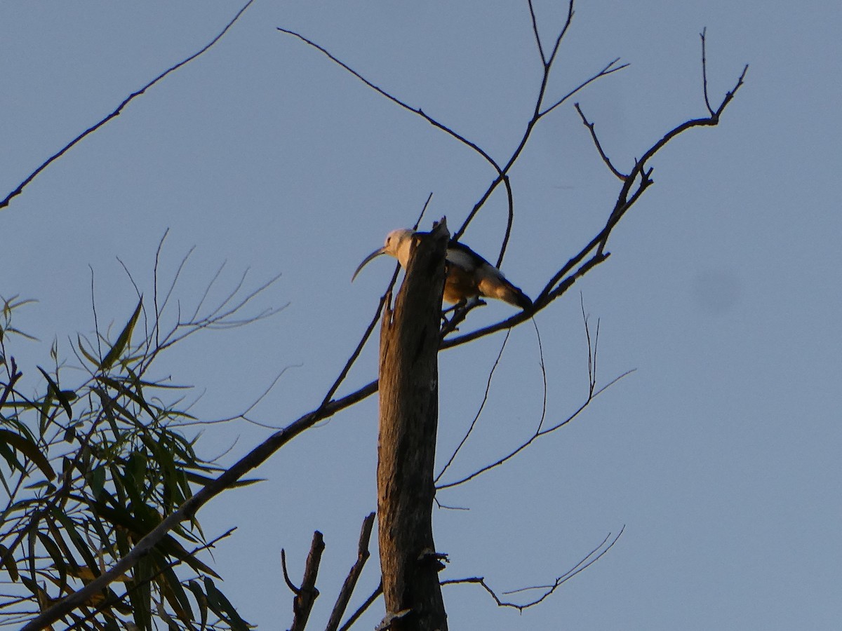 Sickle-billed Vanga - ML643751719