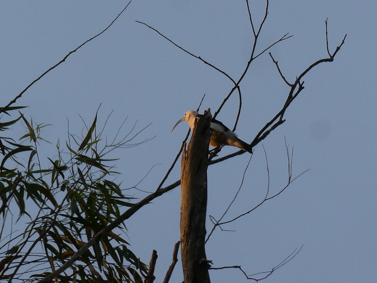 Sickle-billed Vanga - ML643751720