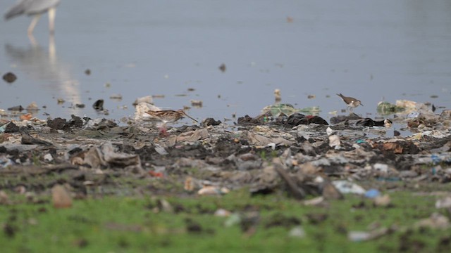 Common Snipe - ML643751721