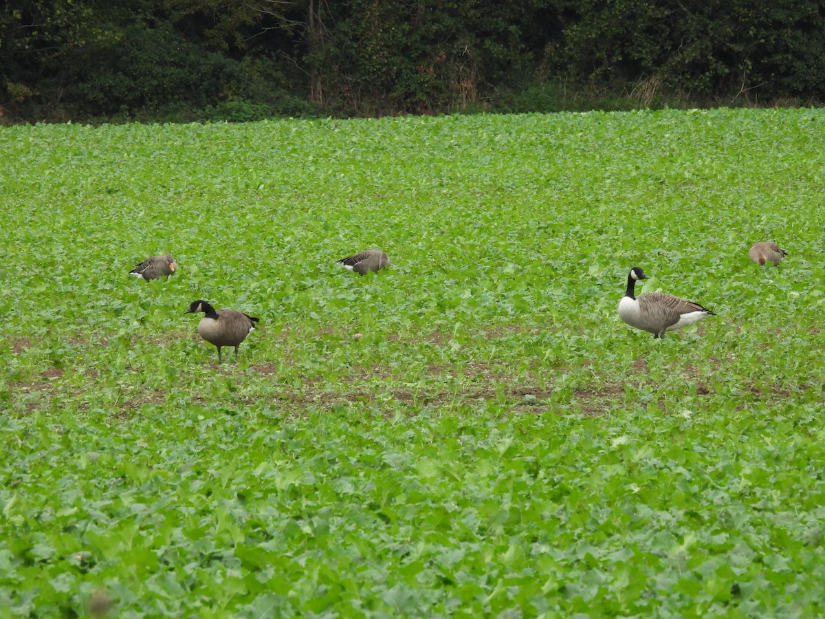 Canada Goose - ML643751722