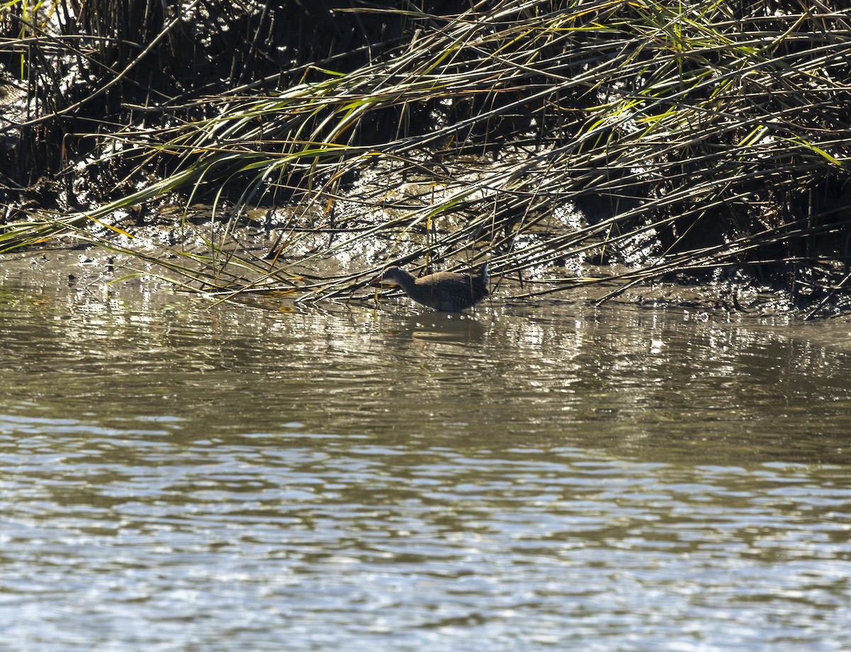 Clapper Rail - ML643751723