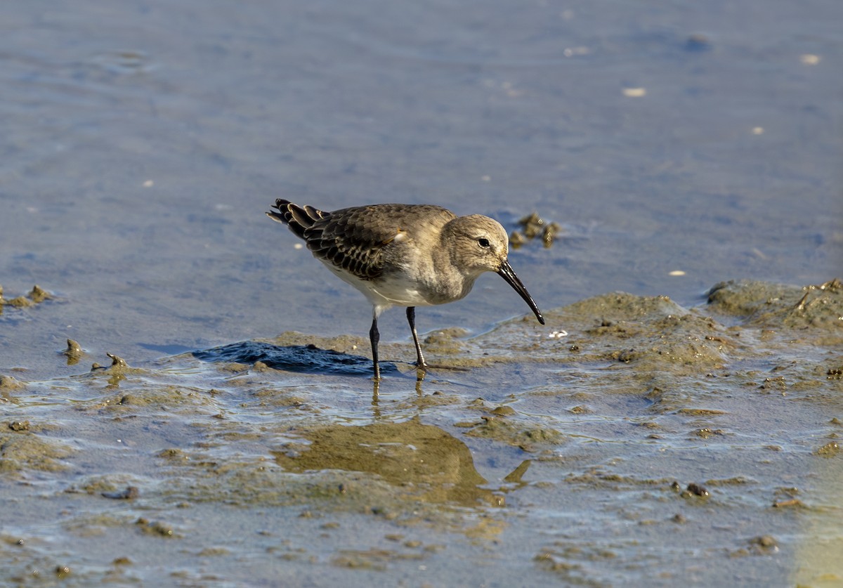Dunlin - ML643751728