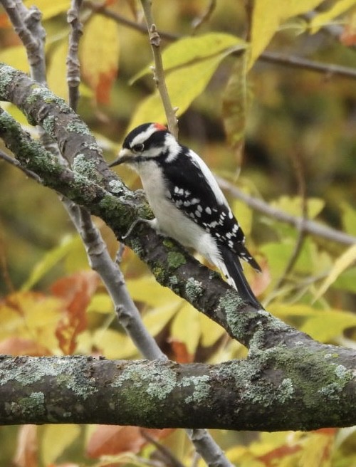 Downy Woodpecker - ML643751729
