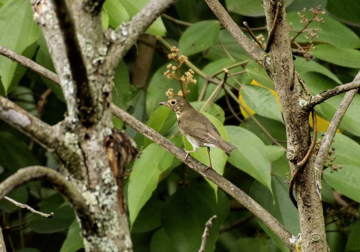 Swainson's Thrush - ML643751733