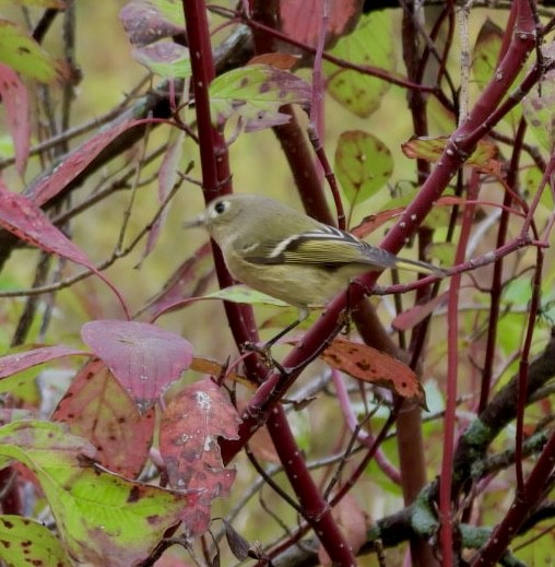 Ruby-crowned Kinglet - ML643751734