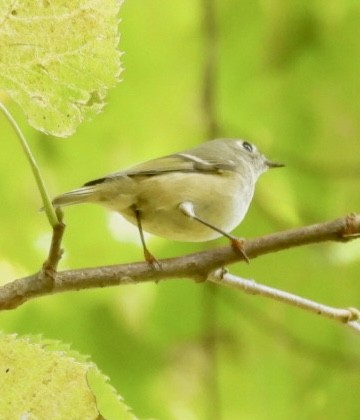 Ruby-crowned Kinglet - ML643751735