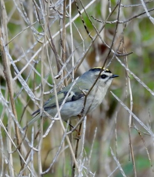 Golden-crowned Kinglet - ML643751742