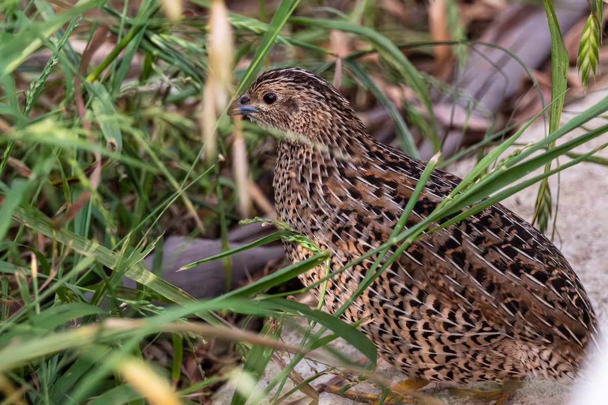 Brown Quail - ML643751745