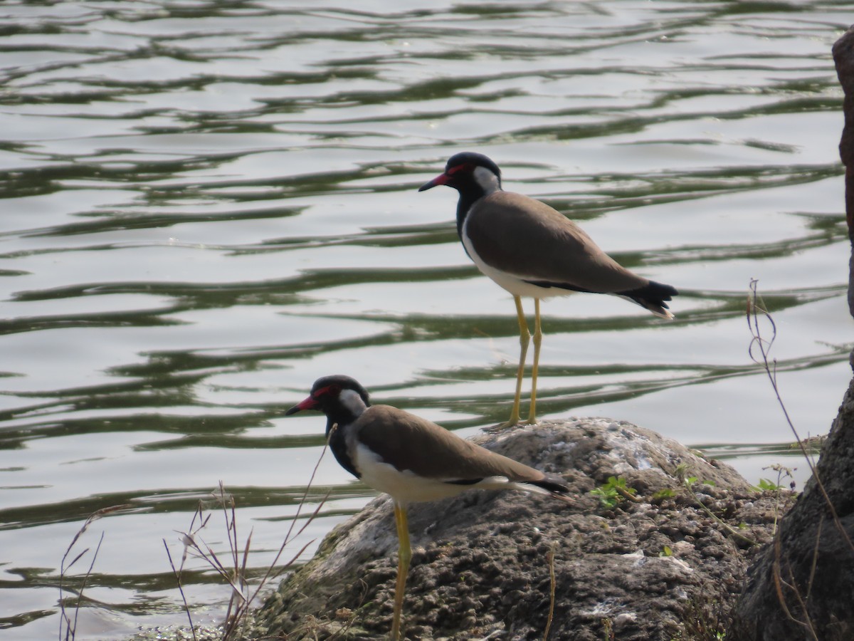 Red-wattled Lapwing - ML643751747