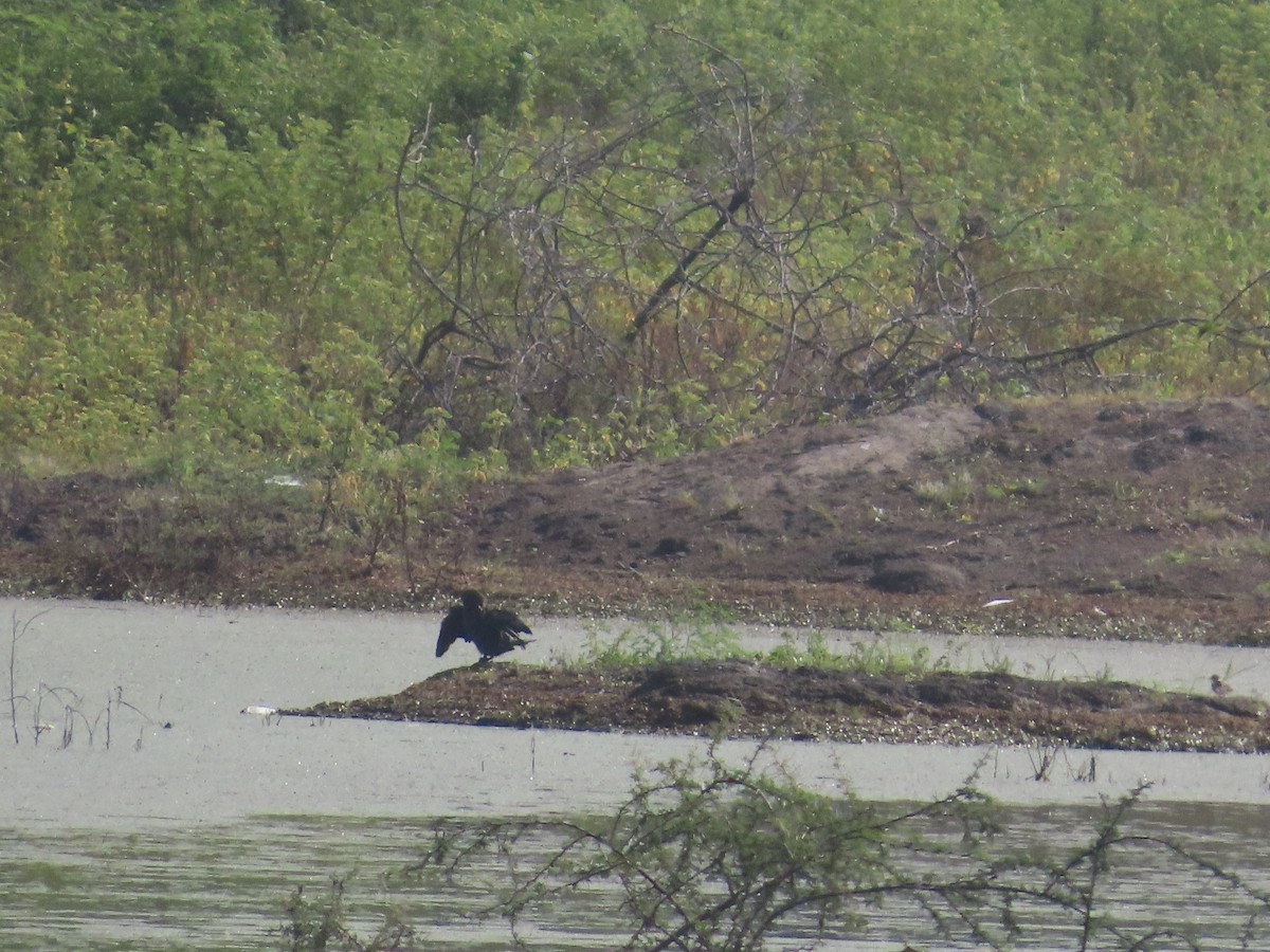 Little Cormorant - ML643751771