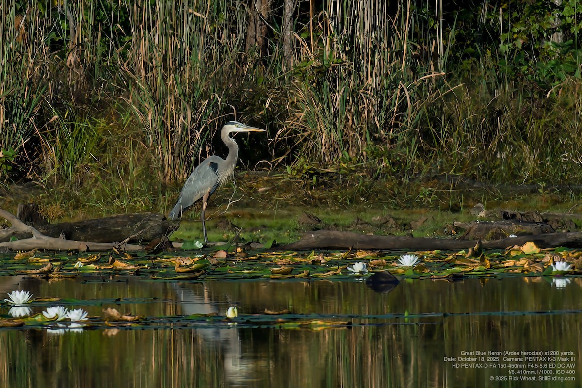Great Blue Heron - ML643751772