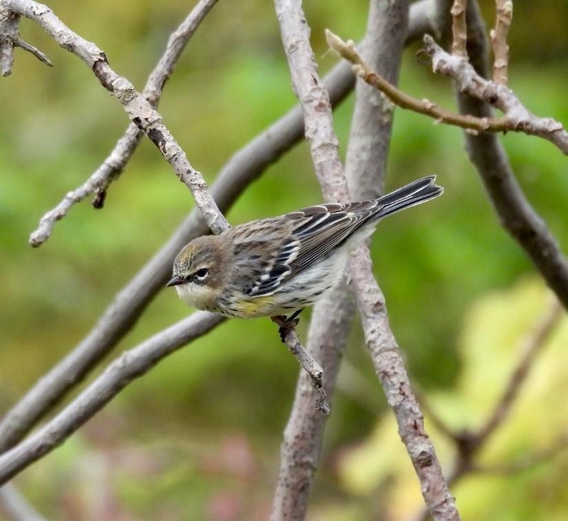 Yellow-rumped Warbler - ML643751773