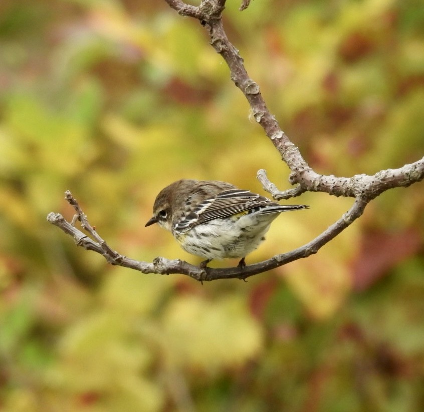 Yellow-rumped Warbler - ML643751774