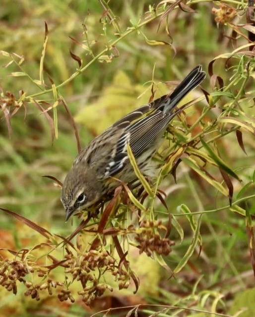 Yellow-rumped Warbler - ML643751776