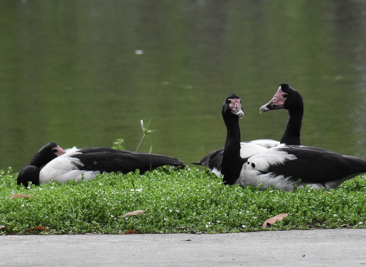 Magpie Goose - ML643751778