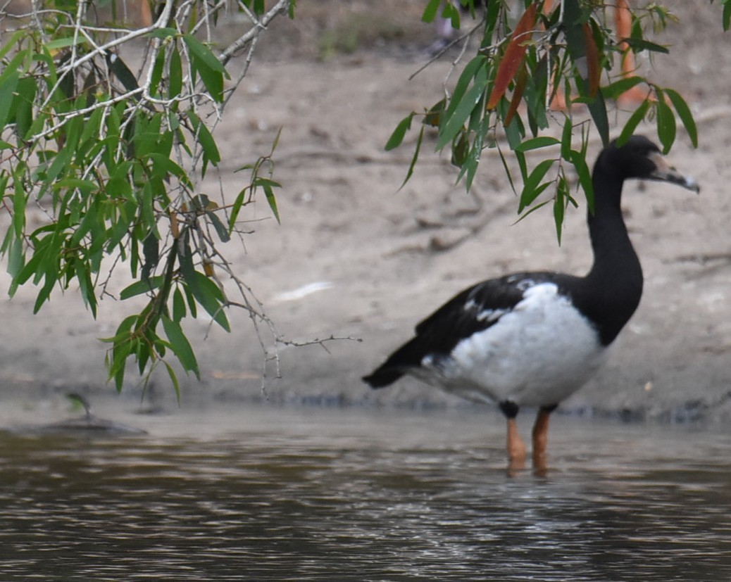 Magpie Goose - ML643751779