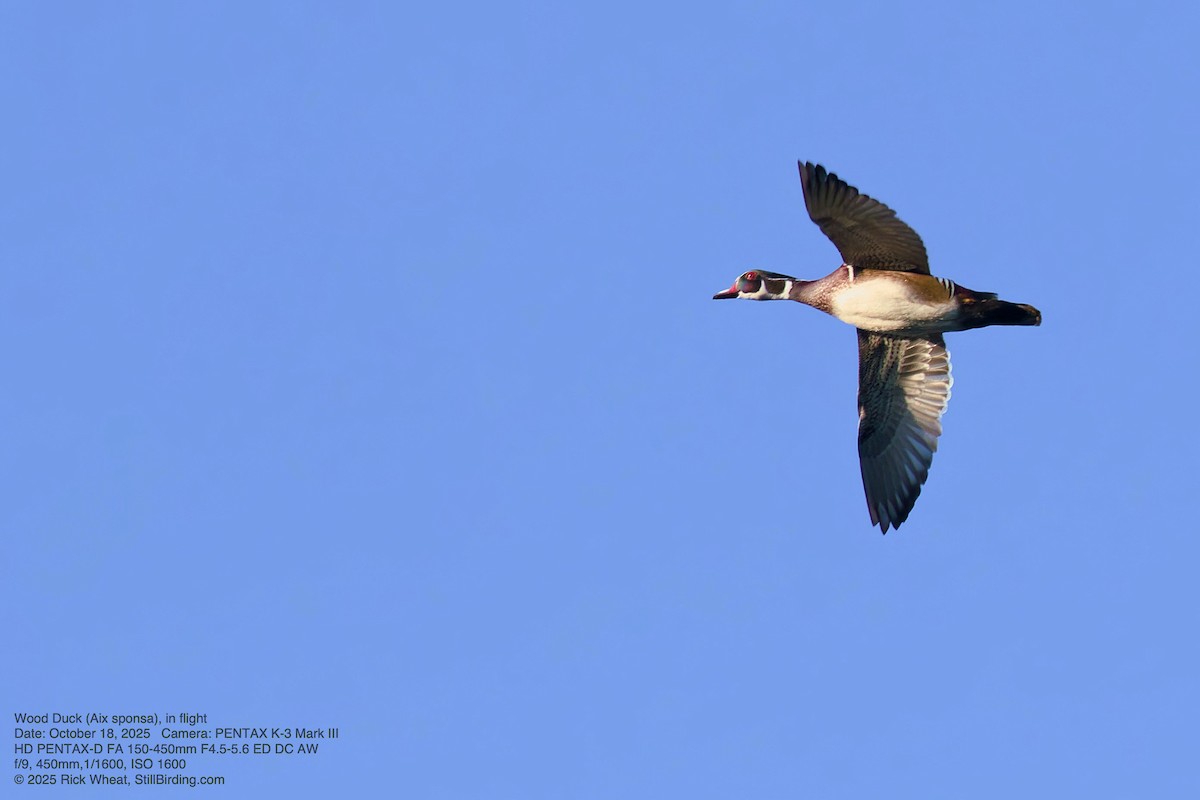 Wood Duck - ML643751780