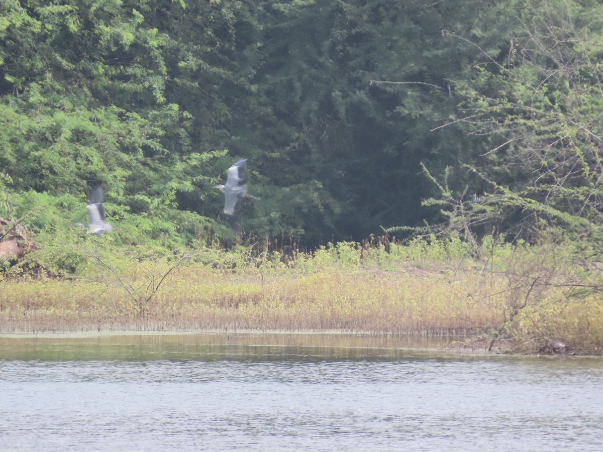 Gray Heron - ML643751782