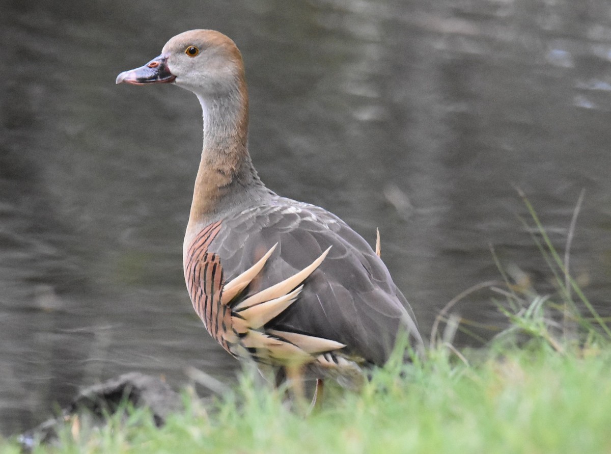 Plumed Whistling-Duck - ML643751784