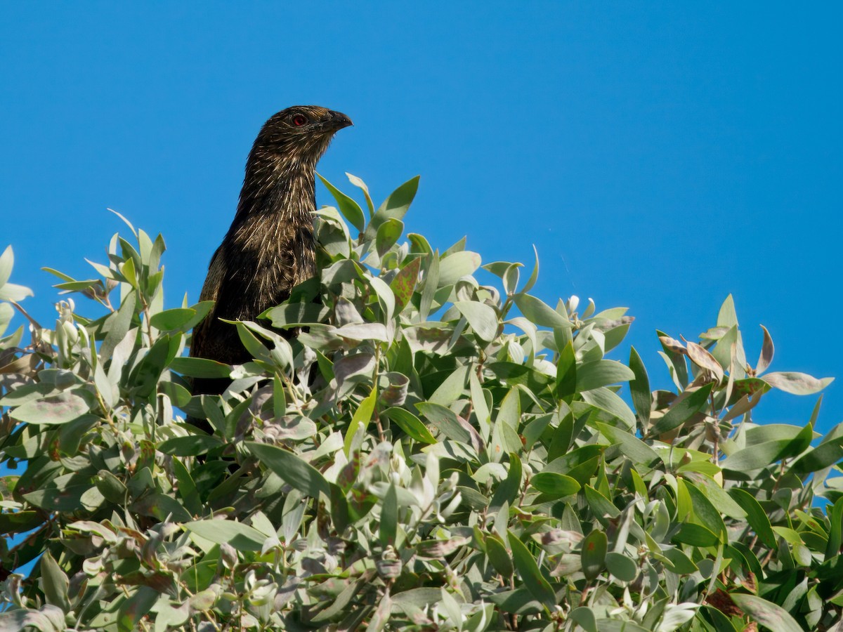 Pheasant Coucal - ML643751785