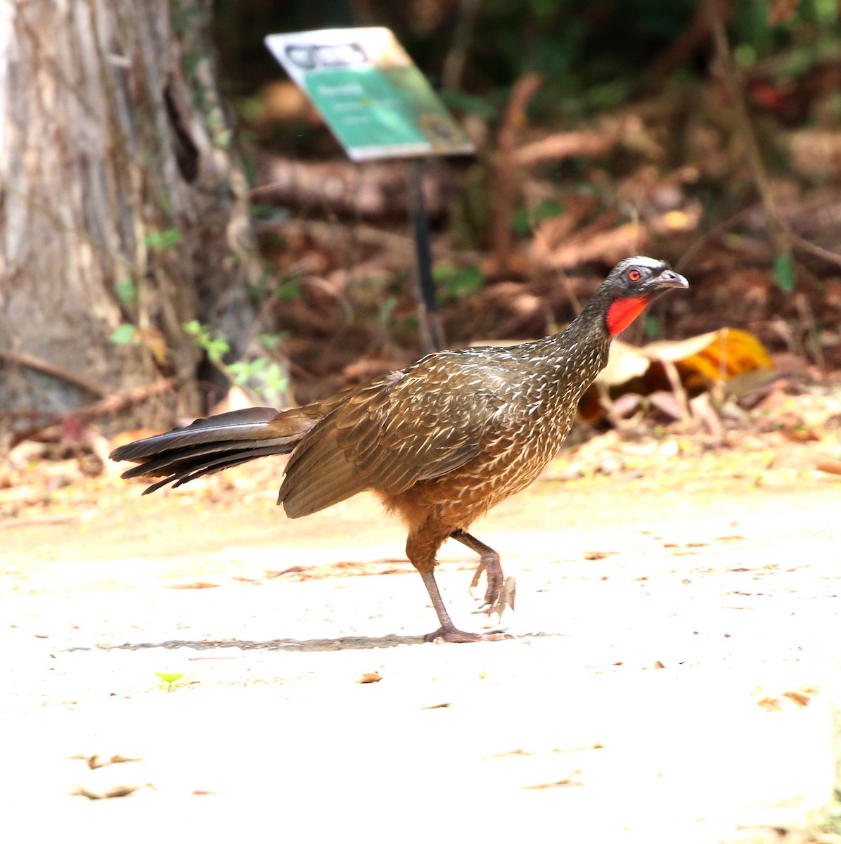 Dusky-legged Guan - ML643751786