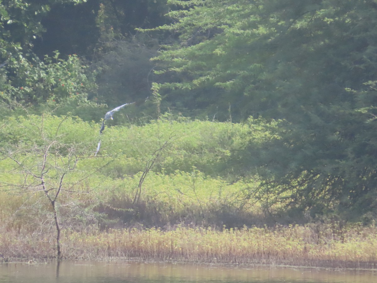 Gray Heron - ML643751787