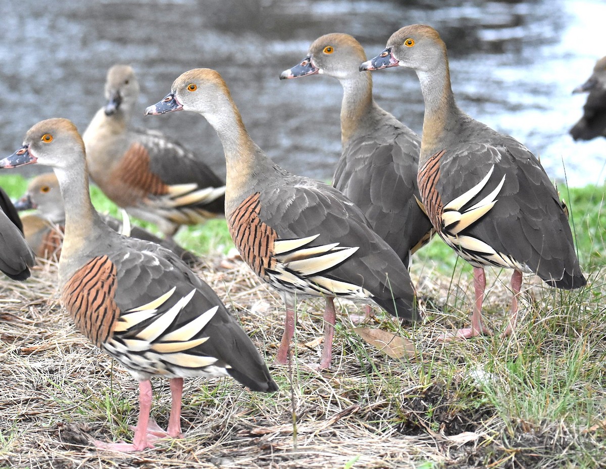 Plumed Whistling-Duck - ML643751788